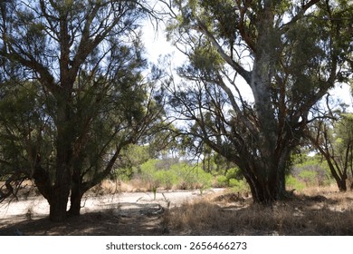 Sun Shining Through Two Trees With Shadows Beneath And Green Bushes In The Background