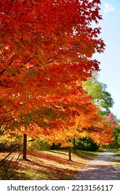     Sun Shining Through Vivid Fall Leaves                           