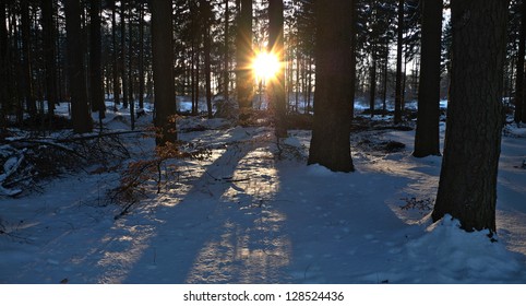 Sun shining through a winter forest in Scandinavia