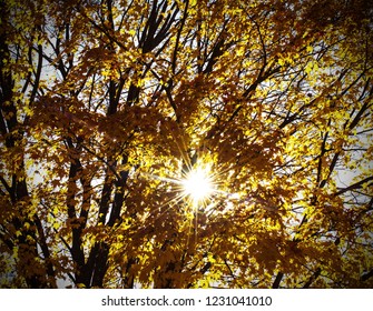 Sun Shining thru the fall trees