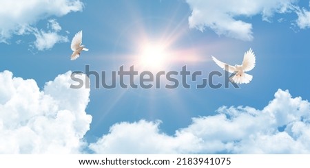 Sun shining. white doves, a symbol of love and peace, fly through the clouds in the blue sky. view of the sky from below.