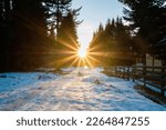 Sun is shining in the winter path surrounded by pine trees