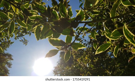 The sun Shinning down on a tree