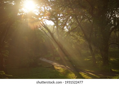 the sun shone through the trees
