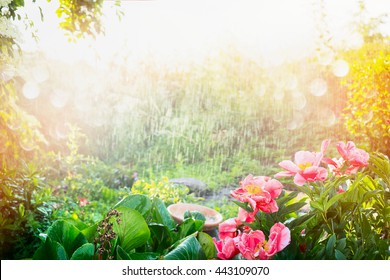 Sun shower in flowers garden with Peonies blooming. Rain with sunshine in park , outdoor nature background with  plants and trees