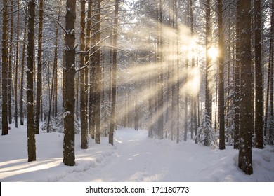 sun and snow in the winter forest landscape - Powered by Shutterstock