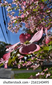 Sun Soaked Flower On A Tree