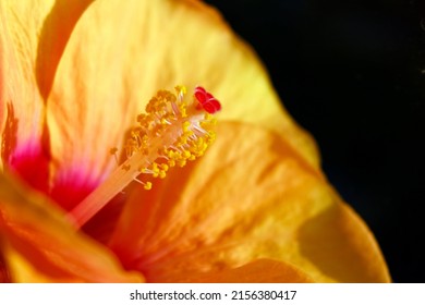 Sun Soaked Hibiscus Resting Time