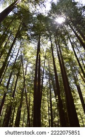 Sun Soaked San Francisco Redwoods