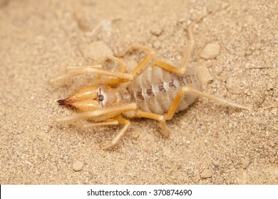 20,901 Sun spider Images, Stock Photos & Vectors | Shutterstock