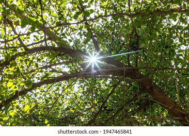 Sun star light through tree trunks,Beautiful sunny green foliage of trees isolated.
