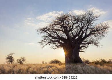 Sun Starburst At Baobab Tree