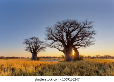 Baobab Tree Images Stock Photos Vectors Shutterstock