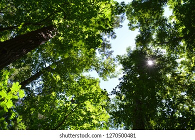 Sun streaming though maple forest canapy