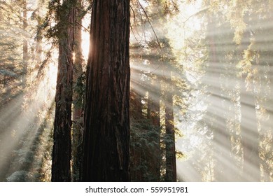 Sun streaming through trees in forest