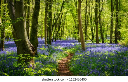 Sun streams through bluebell woods with deep blue purple flowers under a bright green beech canopy