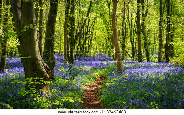 Sun streams through bluebell\
woods with deep blue purple flowers under a bright green beech\
canopy