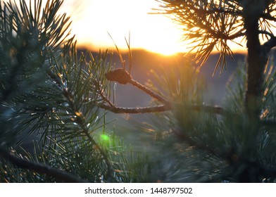 sun at sunset through the branches