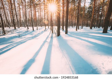 Sun Sunshine Sunlight Through Frosted Pine Trees Frozen Trunks Woods In Winter Snowy Coniferous Forest Landscape. Beautiful Woods In Forest Landscape. Long Shadows On White Snow.