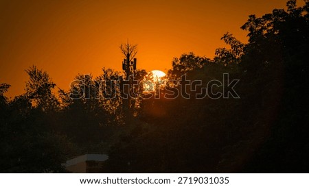 The sun surpasses the forest   