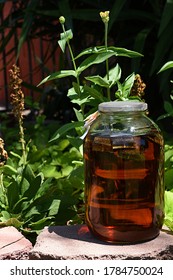 Sun Tea Brewing In A Large Glass Jar In The Summer Sun.