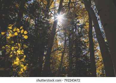 Sun Though the Trees