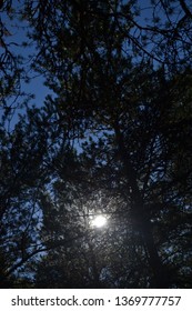A sun throufh pine branches