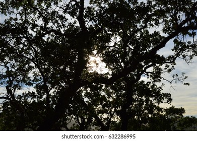Sun through the branches