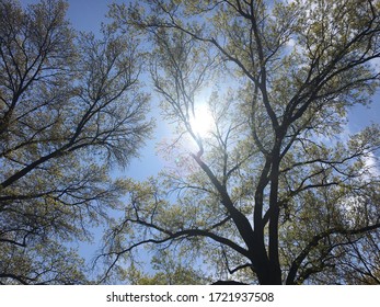 Sun through the Branches of a Tree