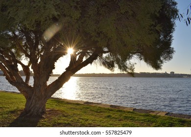 Sun through the branches of the tree with river and city - Shutterstock ID 557825479