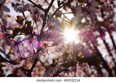 Sun through cherry blossoms