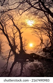The sun through the mist among the branches at dawn. Branchy forest trees in misty dawn. Misty dawn through bracnhed trees. Tree branches at dawn mist - Shutterstock ID 2167490983