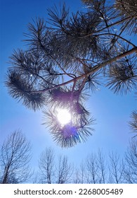 The sun through the pine branches on a winter day