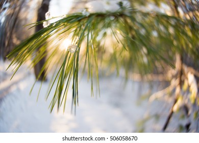 Sun Through Pines