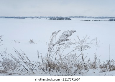 The sun through the snow clouds. Rustic winter landscape. Tall grass in a field against a background of white snow.                        