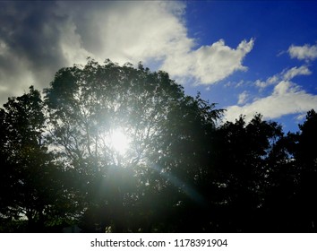 Sun through tree