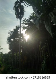 sun through the tree in the evening