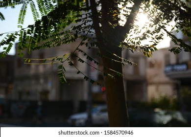 sun through the tree leafs
