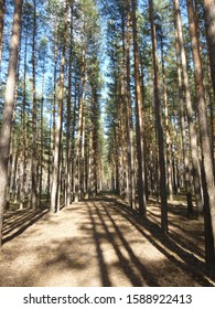 the sun through the tree trunks