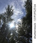sun through the trees