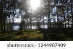 Sun through the trees