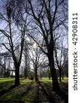 sun through the trees