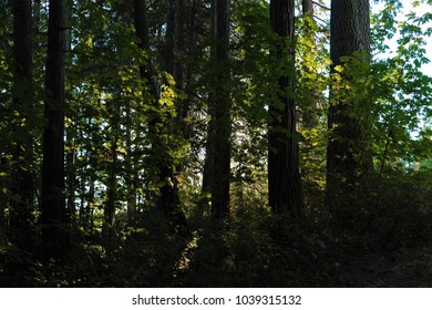 Sun through Trees