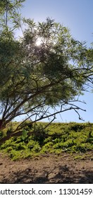 sun through trees