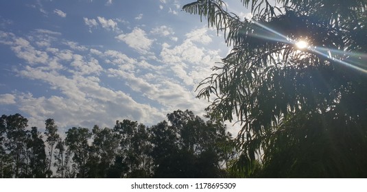 Sun through Trees
