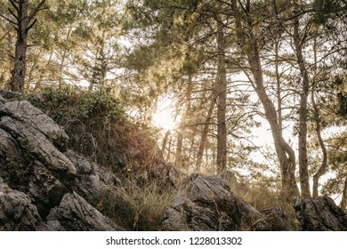 the sun through the trees
