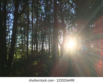 Sun Through The Trees