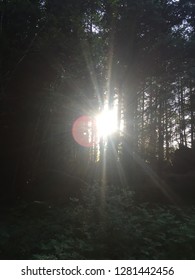Sun Through the Trees