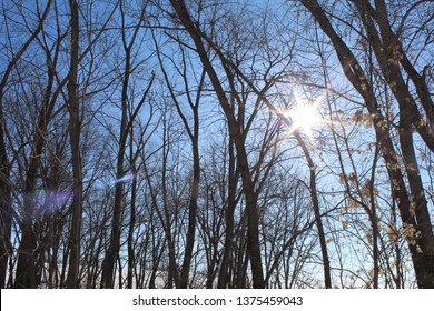 Sun through trees