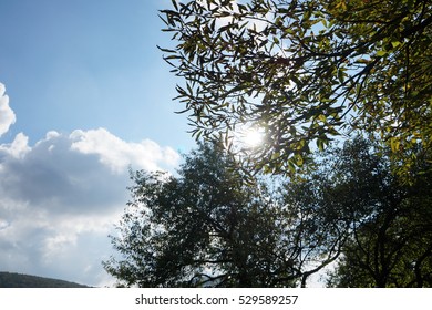Sun through trees